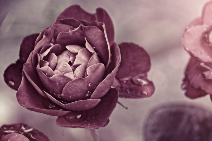 Photographie intitulée "Rose 1" par Laurence Masson, Œuvre d'art originale, Photographie numérique