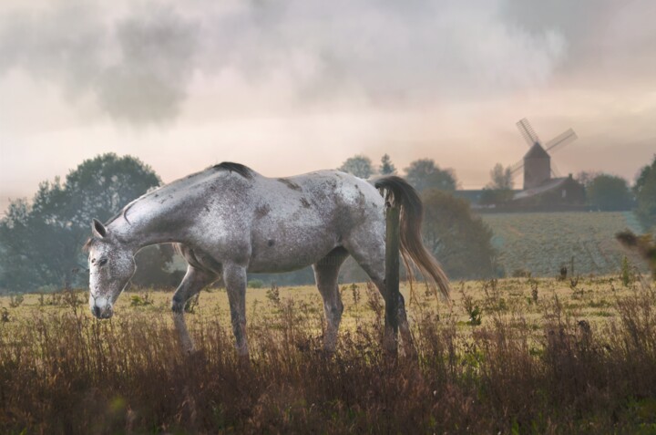 Fotografia intitolato "cheval" da Laurence Masson, Opera d'arte originale, Fotografia digitale
