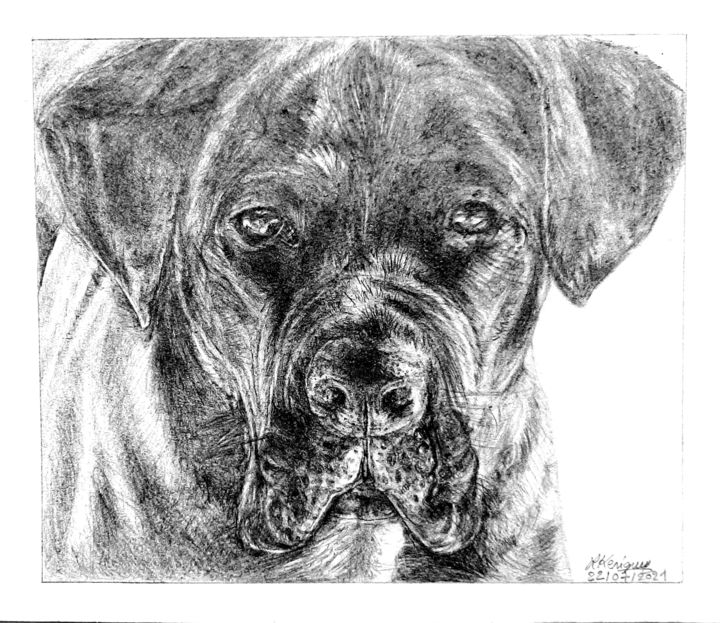 Drawing titled "Cane corso" by Laurence Keriguy, Original Artwork, Pencil