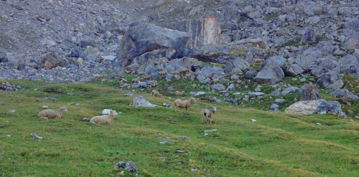 Fotografía titulada "Mountain sheep" por Lawrence, Obra de arte original