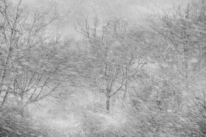 摄影 标题为“Snowstorm” 由Vesna Lazarevic, 原创艺术品, 数码摄影