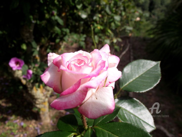 Fotografia intitolato "Rosa" da Aurelio Nicolazzo, Opera d'arte originale