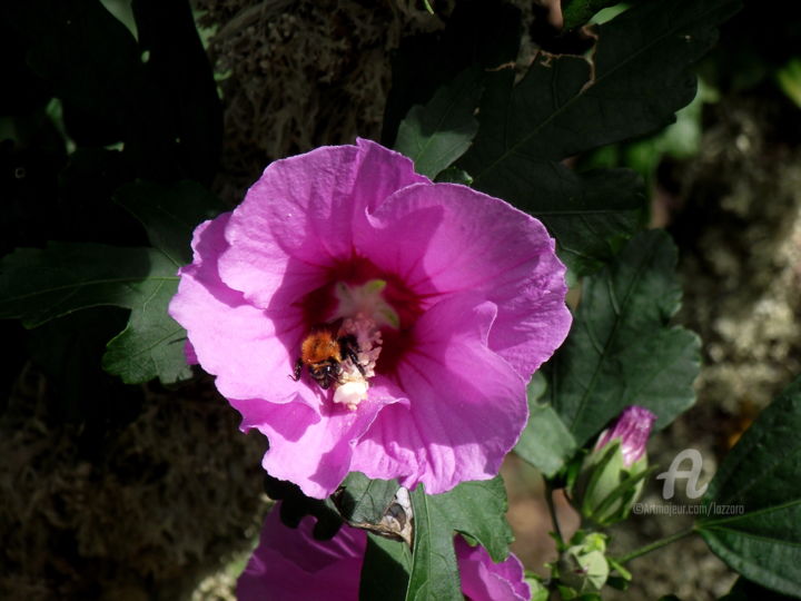 Photography titled "Calabrone dentro il…" by Aurelio Nicolazzo, Original Artwork