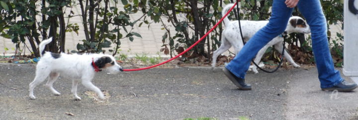 Photography titled "Cagnolini a Passegg…" by Aurelio Nicolazzo, Original Artwork