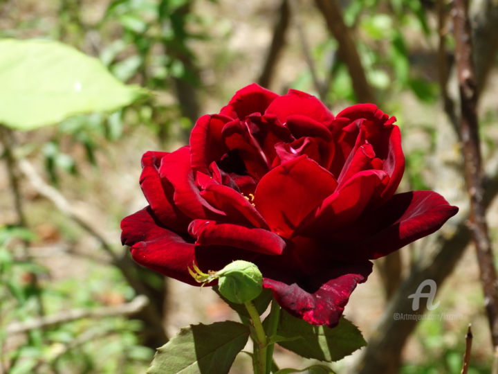 Fotografia intitulada "The Red Rose" por Aurelio Nicolazzo, Obras de arte originais, Fotografia digital
