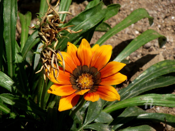 Fotografia intitolato "Fiore" da Aurelio Nicolazzo, Opera d'arte originale