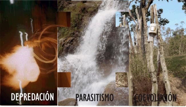 「PARASITISMO」というタイトルの写真撮影 Artista Plasticoによって, オリジナルのアートワーク