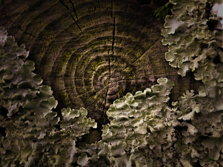 Photographie intitulée "L'arbre revit toujo…" par Leazzz, Œuvre d'art originale, Photographie numérique
