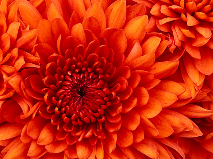 Peinture intitulée "chrysanthemum.jpg" par Coco Essai, Œuvre d'art originale,