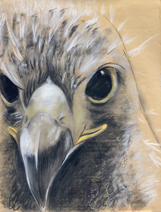 Drawing titled "Adler, Augenblicke,…" by Tius, Original Artwork, Charcoal