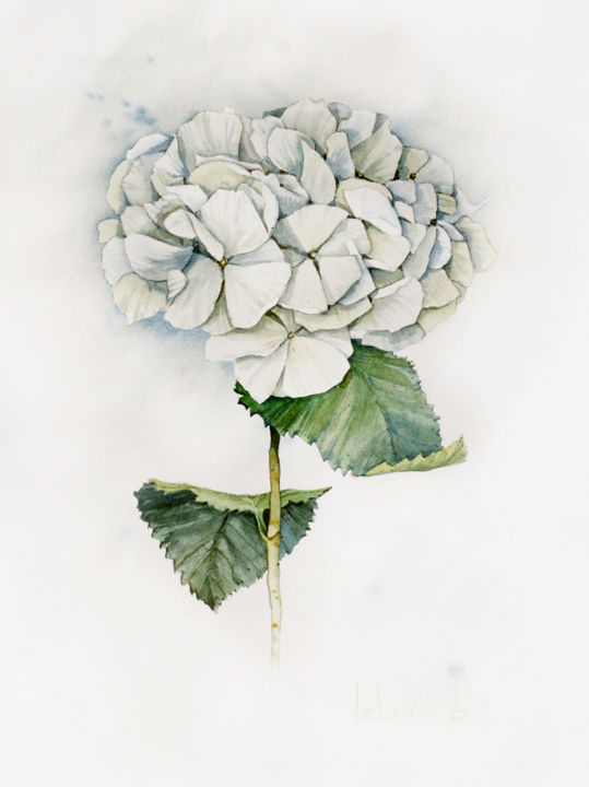Painting titled "white-hydrangea.jpg" by S Lelyukh, Original Artwork, Watercolor