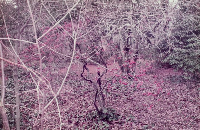 "Planting Field Arbo…" başlıklı Fotoğraf Len Jenshel tarafından, Orijinal sanat, Analog Fotoğrafçılık