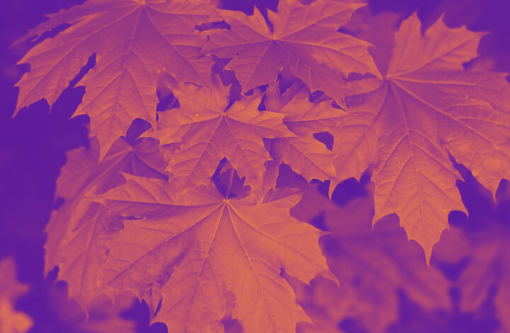 Fotografie getiteld "bright maple leaves" door Helen Dan, Origineel Kunstwerk, Digitale fotografie