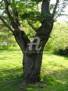 Фотография под названием "Tree in High Park" - Lenka Graner, Подлинное произведение искусства