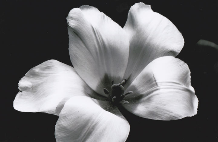 Fotografia intitolato "Fleurs noir et blanc" da Gunnar Lentz, Opera d'arte originale, Fotografia non manipolata