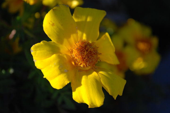 Photographie intitulée "Fleur" par Leonardo Sierra, Œuvre d'art originale, Photographie numérique