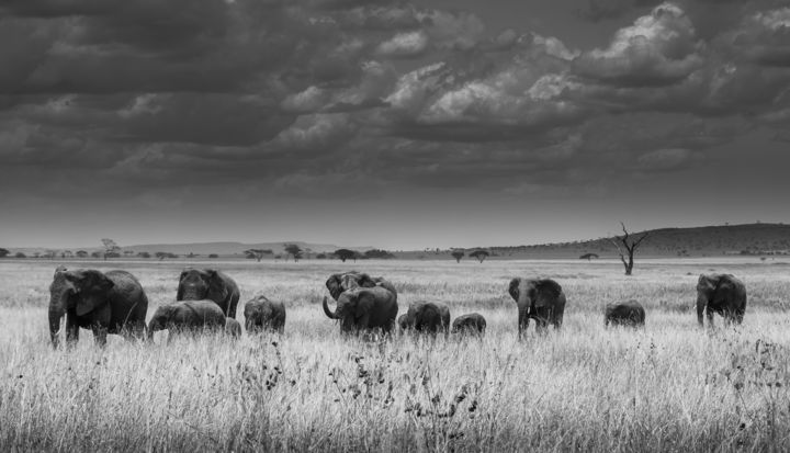 Fotografia zatytułowany „THE ELEPHANT FAMILY…” autorstwa Levi Fine Art, Oryginalna praca