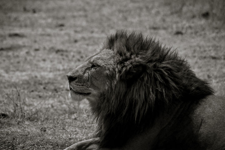 Photography titled "KING OF AFRICA LIMI…" by Levi Fine Art, Original Artwork