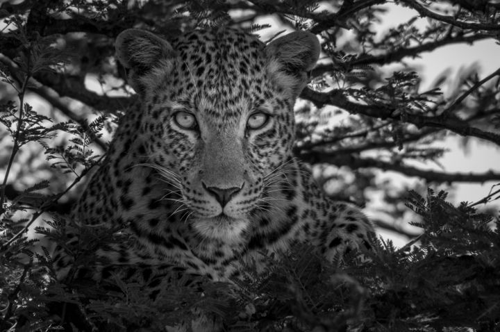 Photography titled "FREE LEOPARD LIMITE…" by Levi Fine Art, Original Artwork