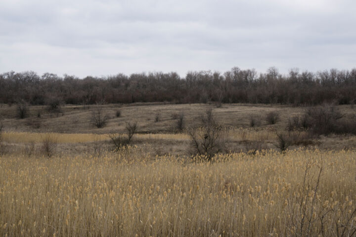 "Landscape with reed…" başlıklı Fotoğraf Liliia Kucher tarafından, Orijinal sanat, Dijital Fotoğrafçılık