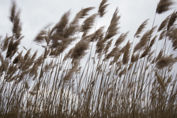 Photographie intitulée "Landscape with reed…" par Liliia Kucher, Œuvre d'art originale, Photographie numérique