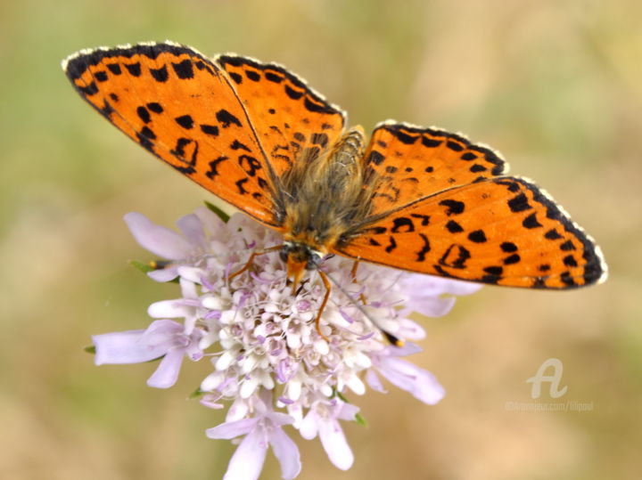 Photography titled "orangé" by Lilipassion, Original Artwork