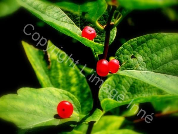 Photography titled "red pearls" by L Image Inné S.E.N.C., Original Artwork