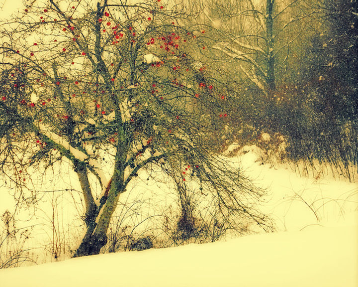 Photographie intitulée "Apple Light in Snow" par Linda Hegland, Œuvre d'art originale, Photographie numérique