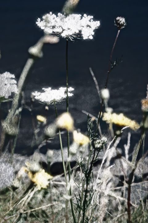 摄影 标题为“Queen Anne's Lace” 由Linda Hegland, 原创艺术品, 数码摄影