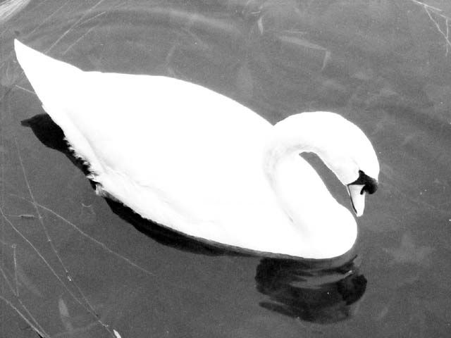 Photography titled "Swan 1" by Linda Robas, Original Artwork