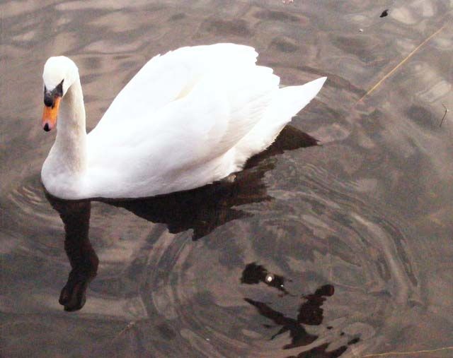"Swan 2" başlıklı Fotoğraf Linda Robas tarafından, Orijinal sanat