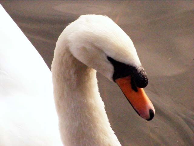 "Swan 3" başlıklı Fotoğraf Linda Robas tarafından, Orijinal sanat