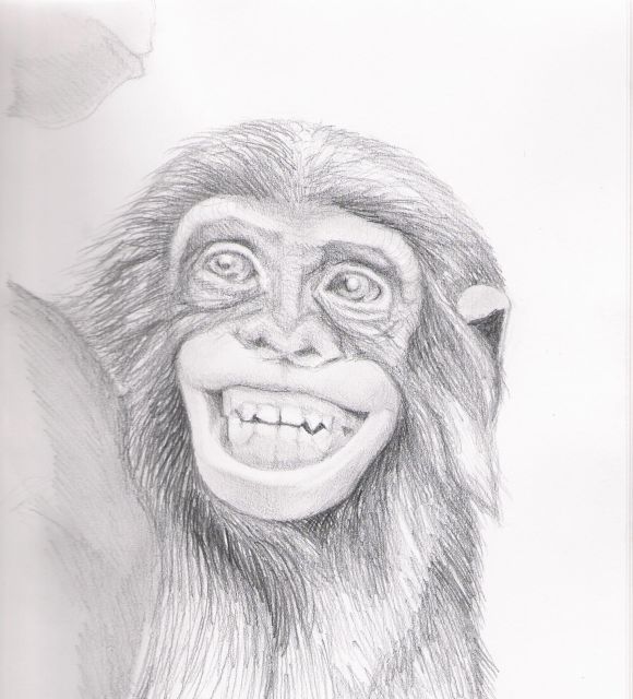 Drawing titled "Happy Chimp" by Lindsay Wright, Original Artwork