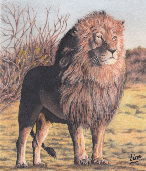 Drawing titled "le Lion Cécile" by Line-Rose, Original Artwork, Conté