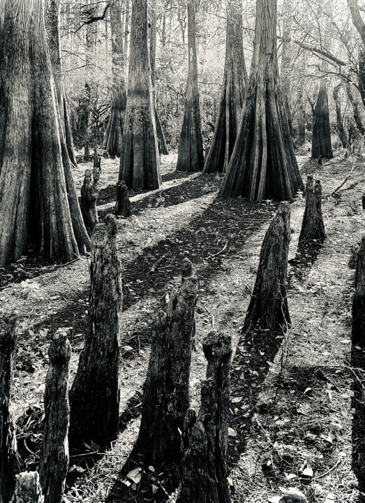 Photography titled "Cypress Trees and K…" by Lisa Trevino, Original Artwork, Digital Photography