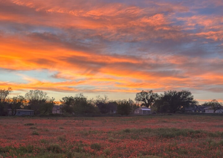 Photographie intitulée "Field of Red Wildfl…" par Lisa Trevino, Œuvre d'art originale, Photographie numérique