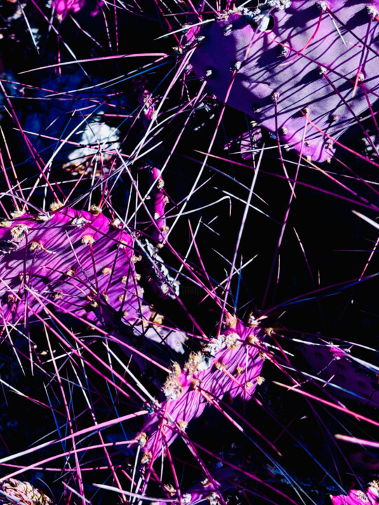 摄影 标题为“Purple Prickly” 由Lisa Trevino, 原创艺术品, 数码摄影