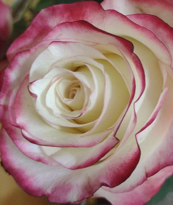 Photography titled "White Rose Pink Tip" by Lisa Bourgeois, Original Artwork, Non Manipulated Photography