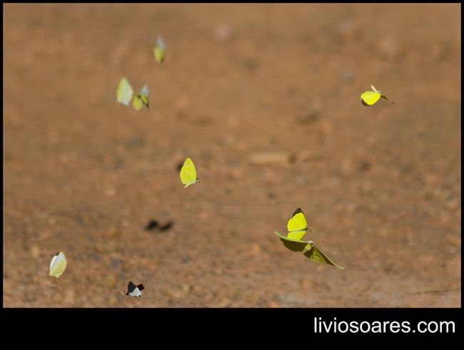 Fotografia intitulada "Flying butterflies" por Lívio Soares De Medeiros, Obras de arte originais