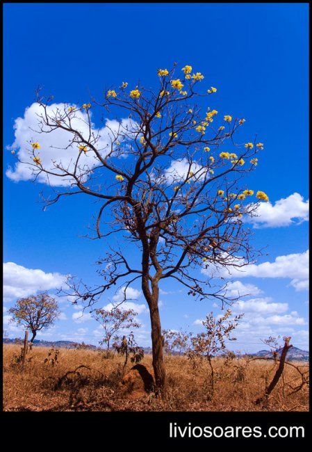 Fotografia intitulada "Tree in the Brazili…" por Lívio Soares De Medeiros, Obras de arte originais