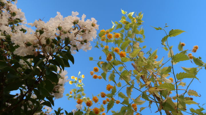 Photographie intitulée "Floating in the Air…" par Liza Peninon, Œuvre d'art originale