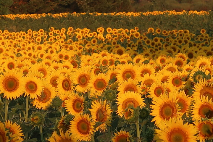 Photography titled "Sunflowers, golden…" by Liza Peninon, Original Artwork, Non Manipulated Photography