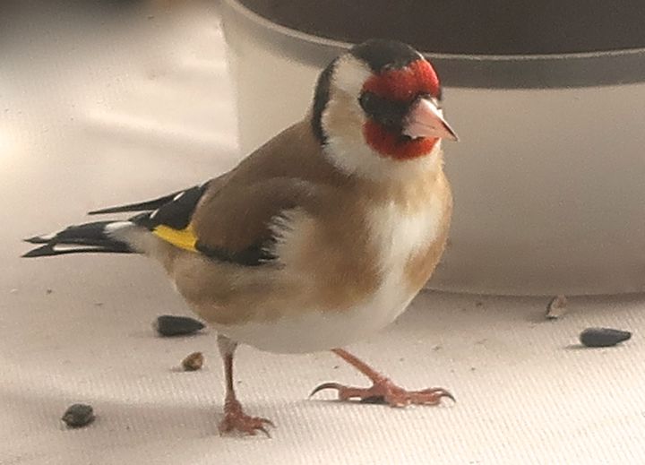 Фотография под названием "Goldfinch, photogra…" - Liza Peninon, Подлинное произведение искусства