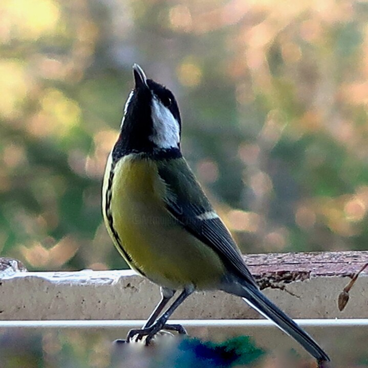 Photography titled "Chickadee, photogra…" by Liza Peninon, Original Artwork, Non Manipulated Photography