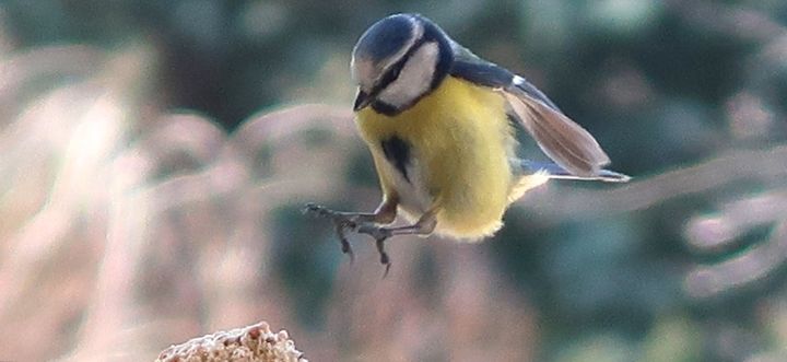 Photographie intitulée "Jumping Bluetit, ph…" par Liza Peninon, Œuvre d'art originale