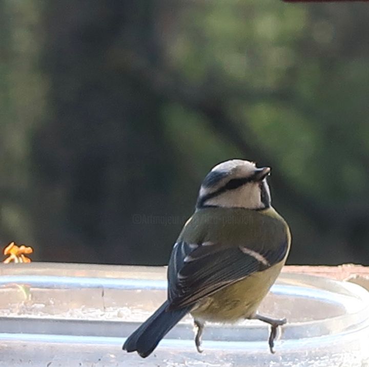 Fotografie mit dem Titel "Blue tit drinking i…" von Liza Peninon, Original-Kunstwerk, Nicht bearbeitete Fotografie