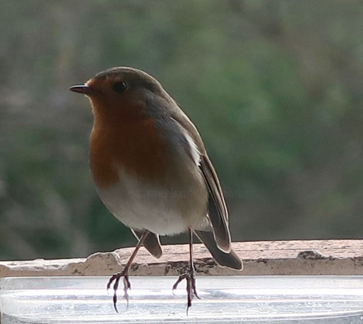 Photography titled "Sweet Robin of mine…" by Liza Peninon, Original Artwork, Non Manipulated Photography