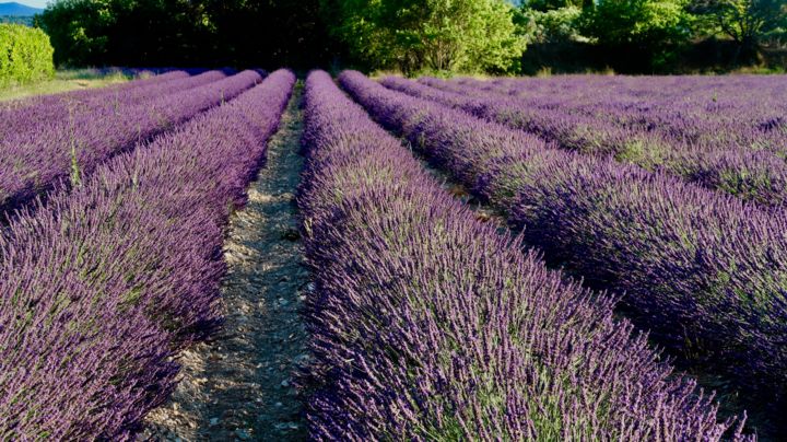 Photography titled "Lavender fields, ph…" by Liza Peninon, Original Artwork, Non Manipulated Photography