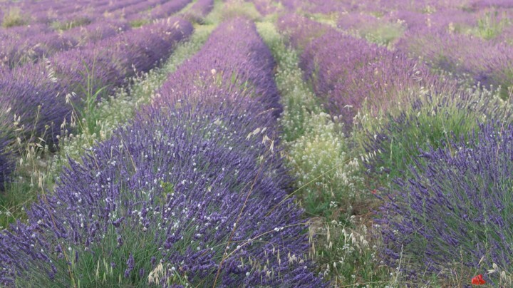 Photography titled "Tender Lavender" by Liza Peninon, Original Artwork, Non Manipulated Photography