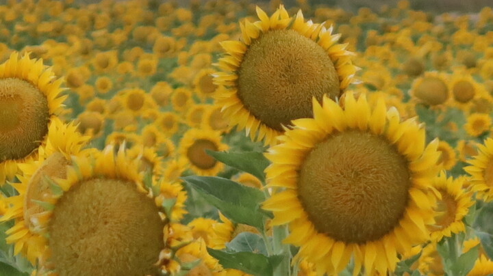 Photographie intitulée "Sunflowers after su…" par Liza Peninon, Œuvre d'art originale, Photographie non manipulée